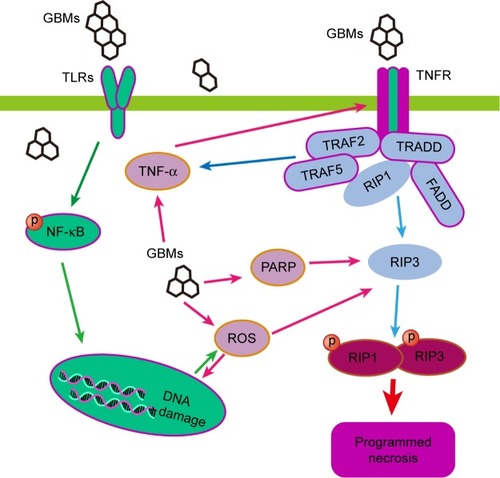Figure 3 The signaling pathways involved in GBMs-induced necroptosis. RIP kinases and PARP are key regulators of programmed necrotic death, and the tight RIP1–RIP3 complex can initiate the necrotic program. GBMs can induce programmed necrosis through RIP-dependent and RIP-independent signaling pathways in macrophages via a TLR-4-dependent manner or partially by a TNF-dependent manner.Abbreviation: GBMs, graphene-based materials.