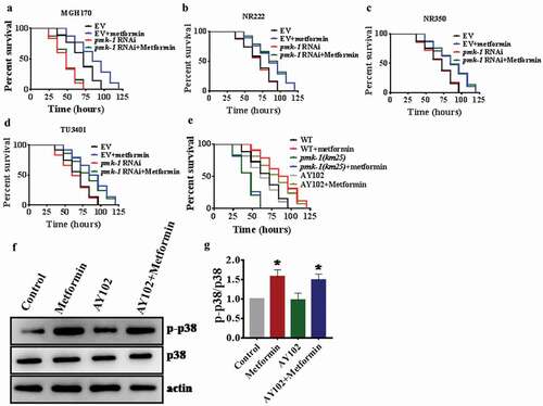 Figure 4. Intestinal PMK-1 enhances resistance to pathogen infection after metformin treatment