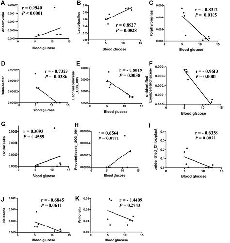 Figure 6 Correlation of blood glucose (BG) with gastric microbiota. (A) Positive correlation between Anaerovibrio and BG; (B) positive correlation between Lactobacillus and BG; (C) negative correlation between Porphyromonas and BG; (D) negative correlation between Rubrobacter and BG; (E) negative correlation between Lachnospiraceae_UCG_005 and BG; (F) negative correlation between unidentified_Erysipelotrichaceaeand BG. There was no correlation between Collinsella(G), Prevotellaceae_UCG_001(H), unidentified_Chloroplast (I), Neisseria (J), Veillonella(K) and BG, respectively.