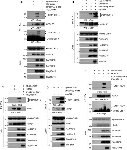 Figure 3. ISGylation of CtBP1 increases its interaction with LSD1 and HDAC1. HEK293T cells were transfected with plasmids that encode MycHis-CtBP1, ISG15 conjugation system (HA-E1 and E2, Flag-ISG15), Flag-USP18, Myc-EFP, and GFP-LSD1 (A and B) or HDAC1 (C and D) or HDAC4 (E) as indicated. After 48 h, Cell lysates were subjected to NTA pulldown under denaturing conditions, followed by immunoblotting. *: nonspecific bands.