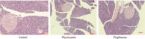 Figure 4. Effects of PC on the morphological features in KKAy mouse pancreas (Bar = 50 μm).
