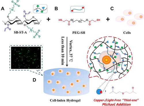 Figure 7 An example of in vitro 3D cell encapsulation within a hydrogel leading to cell proliferation, and migration. (A) acylated-modified sulfobetaine-derived starch (SB-ST-A), (B) dithiol-functionalized poly (ethylene glycol) (PEG-SH), (C) cells, and (D) cell-laden hydrogel. Reprinted with permission from Dong D, Li J Cui M, et al. In situ “clickable” zwitterionic starch-based hydrogel for 3D cell encapsulation. ACS Appl Mater Interfaces. 2016;8(7):4442–4455. Copyright 2022 American Chemical Society.Citation128
