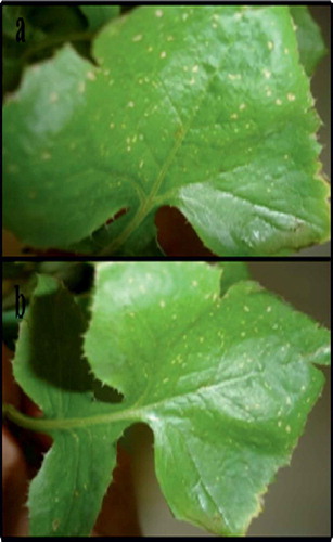 Fig. 3 (Colour online) Pathogenicity test on S. oleraceus showing necrotic leaf spots on leaves.
