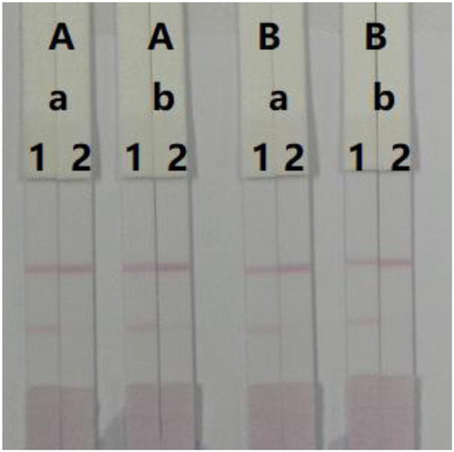 Figure 6. Optimisation of LFA to detect TZP in 0.01 M PBS. Concentration of coating antigen (A) 0.1 mg/mL, and (B) 0.05 mg/mL. The amount of mAb added in GNP (a) 8 µg/mL, and (b) 10 µg/mL. (1) 0 ng/mL and (2) 100 ng/mL.
