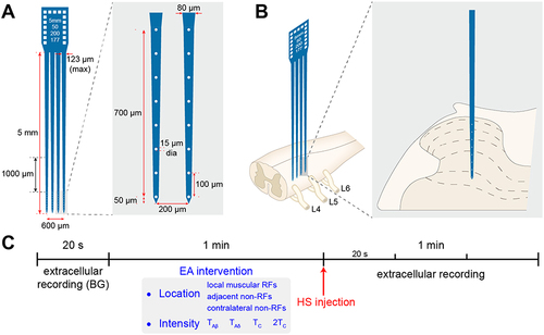 Figure 1 Recording of neurons’ activity in the spinal dorsal horn (SDH) by a microelectrode array and experimental procedure.
