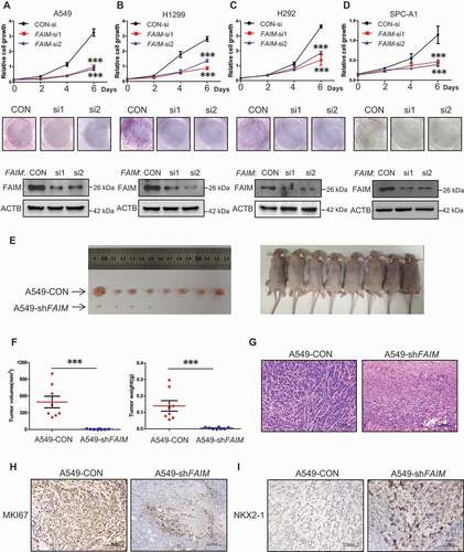 Figure 2. FAIM knockdown inhibits proliferation of lung adenocarcinoma cells and promotes lung differentiation events in xenograft models. (A-D) The lung adenocarcinoma cells A549(A), H1299(B), H292(C), SPC-A1(D) were cultured in RPMI 1640 with 10% FBS, cells were transfected with control siRNA (CON-si) or FAIM siRNAs (FAIM-si1, FAIM-si2). Twenty-four h later, cells were seeded in 24-well plates at 5000 cells per well in 0.5 ml complete culture medium. At indicated time, cells were fixed in 3.7% formaldehyde and stained with 0.1% crystal violet. Data represent the average of three independent experiments (mean ± SD). ***, P < 0.001 (upper panel). The lung adenocarcinoma cells were transfected with indicated siRNAs and 500 cells were seeded in 6-well plate. 10 days later, cells were fixed in 3.7% formaldehyde and stained with 0.1% crystal violet and the photographs were taken (middle panel). The knockdown efficiency of FAIM was detected by western blot using the indicated antibodies (bottom panel). (E) A549 control cells (A549-CON) and FAIM knockdown stable cell lines (A549-shFAIM) were subcutaneously injected into the flanks of nude mice. Four weeks later, tumors were dissected out and photomicrographs were taken. (F) The weights and volume of tumors in Figure 2E were measured. The p value was calculated by paired t-test, ***, P < 0.001. (G) Photomicrographs of hematoxylin-eosin (HE) staining for tumors induced by A549-CON cells and A549-shFAIM cells. Scale bars: 100 μm. (H and I) Immunohistochemical staining in tumors induced by A549-CON cells and A549-shFAIM cells for MKI67 (H) and NKX2-1 (I). Scale bars: 100 μm.