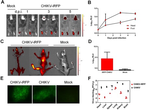 Figure 5. In vivo imaging of CHIKV-iRFP dynamics and localization. (A) Viral dynamics and localization in infected A129 mice. A129 mice were infected through left footpad with CHIKV-iRFP (103 PFU) diluted in 50 μl of DMEM and imaged at the indicated time points with head fur removed using a depilatory cream. (B) Fluorescence signals of mice in (A) were quantified using Living Image software. (C) The skeletons were imaged after euthanasia of dying mice. (D) Fluorescence signals of mice in (C) were quantified using Living Image software. (E) Bone marrow cells were harvested from CHIKV-iRFP, CHIKV and mock infected A129 mice after euthanasia and IFA was performed on the bone marrow smears using anti-CHIKV polyclonal antibody. (F) A129 mice were euthanized at 5 dpi and tissues were isolated and homogenized. Plaque assays were performed to quantify viral load in tissues.