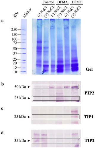 Figure 2. Expression aquaporins on OB membranes. Expression of proteins (A) and aquaporins [PIP2 (B); TIP1 and 2 (C, D)] in the OB membranes (bicarbonate washed) from 2-d-old, dark-grown sunflower seedling cotyledons, raised in the absence or presence of 120 mM NaCl, or PA biosynthetic inhibitors, DFMA and DFMO (500 µM of each), alone or in combination with 120 mM NaCl.