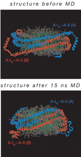 Figure 3 Model structure for(apoA‐IM/apoA‐II)2 in a sHDL containing 112 POPC molecules. Top: before molecular dynamics (MD); bottom: after 15 ns MD. The two heterodimers are color‐coded, red or cyan; labels are near the N‐termini; side view. Protein structure is rendered (with Discovery Studio 1.5, Accelrys, San Diego, CA, US) as α‐carbon ribbon, POPC with Corey‐Pauling‐Koltun (CPK) colors (similar to Figure 2 in Citation21). sHDL = synthetic high density lipoprotein; POPC = L‐α‐palmitoyloleoyl phosphatidyl choline.