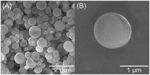 Figure 1. SEM images of Cip-MS in 8,000× (A) and 18000× (B).
