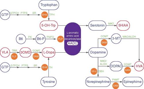 Figure 1. L-aromatic amino acid decarboxylase bound to its essential cofactor pyridoxal 5-phosphate promotes the final step in the biosynthesis of catecholamines and serotonin.PLP is synthesized from endogenous vitamin B6 (pyridoxine, pyridoxal or pyridoxamine), via B6-P, by PK and PNPO. Precursors of dopamine (L-dopa) and serotonin (5-hydroxytryptophan; 5-OH-Trp) are produced from amino acids tyrosine and tryptophan by tetrahydrobiopterin (BH4)-dependent TH and TPH, respectively. A 3-step reaction results in the synthesis of BH4 from GTP and catalyzed by enzymes GTPCH, PTPS and SR. Vit-c-dependent DBH converts dopamine to norepinephrine. Norepinephrine is subsequently converted to epinephrine by SAM-dependent PNMT. Dopamine is degraded by MAO and ALDH to DOPAC, which is further degraded to the final metabolite HVA by a SAM-dependent COMT. Dopamine can also be degraded to HVA via 3-MT by COMT, MAO and ALDH. Serotonin is degraded by MAO, to 5HIAA. L-dopa is methylated to 3OMD by COMT and subsequently transaminated to VLA by PLP-dependent TAMs. Abbreviated enzymes names are indicated in green, cofactors and co-substrates are shown in orange and key metabolites are indicated in blue.3-MT: 3-methoxytyramine; 3OMD: 3-O-methyl-dopa; 5HIAA: 5-hydroxyindoleacetic acid; AADC: Aromatic L-amino acid decarboxylase; ALDH: Aldehyde dehydrogenase; B6-P: Phosphorylated B6; COMT: catechol-O-methyltransferase; DBH: Dopamine-β-hydroxylase; DOPAC: 3,4-dihydroxyphenylacetic acid; GTPCH: GTP cyclohydrolase I; HVA: Homovanillic acid; MAO: Monoamine oxidase A; PK: Pyridoxal kinase; PLP: Pyridoxal 5-phosphate; PNMT: Phenylethanolamine N-methyltransferase; PNPO: pyridox(am)ine- 5′phosphate oxidase; PTPS: 6-pyruvoyl-tetrahydropterin synthase; SAM: Sadenosyl-methionine; SR: Sepiapterin reductase; TAM: Transaminase; TH: Tyrosine hydroxylase; TPH: Tryptophan hydroxylases; Vit-c: Vitamin C; VLA: Vanillactic acid.