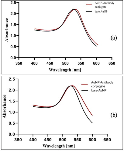 Figure 2. Characterisation of gold nanoparticles after synthesis. a) UV-Vis spectra of bare AuNP and antibody conjugated AuNP (14 ± 2 nm AuNP), b) UV-Vis spectra of bare AuNP and antibody conjugated AuNP (35 ± 3 nm AuNP).