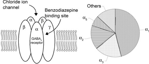 Figure 1 The GABAA receptor and its approximate subtype composition (adapted from Wafford’s study).