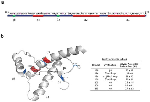 Figure 1. The location and structure of methionine residues in the structured C-terminal domain (125–228) of the human prion protein (huPrP). (a) A linear representation of the secondary structure content of huPrP generated by POLYVIEW [Citation110]. The primary sequence of huPrP(125–228) is shown at the top and methionine residues are colored in magenta. Alpha helices are represented as red cylinders and beta strands are represented as green arrows. (b) The tertiary structure of huPrP(125–228) (PDB:1QLX) [Citation44]. Methionine residues are labelled by their residue number in the human prion protein. Solvent exposed methionines are shown in blue and buried/partially buried methionines are shown in red. Solvent accessible surface areas (SASAs) were calculated in pyMol with sampling density set to 3. SASA values are represented as a mean and standard deviation derived from six unique solution NMR structures (PDB: 1QLX,1QLZ,1QM0,1QM1,1QM2,1QM3) [Citation44].