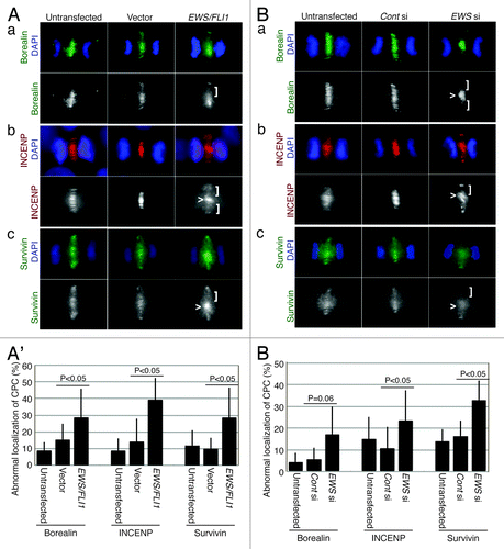 Figure 1. EWS/FLI1- and EWS siRNA-transfected HeLa cells display abnormal CPC component localizations at the midzone. (A) Immunocytochemistry: left, untransfected; middle, empty vector; right, pSG5-2xFLAG-EWS/FLI1-transfected HeLa cells using: (a) top, merged images of anti-Borealin antibody (green) and DAPI (blue): bottom: anti-Borealin antibody; (b) top, merged images of anti-INCENP antibody (red) and DAPI (blue); bottom, anti-INCENP antibody; (c) top, merged images of anti-Survivin antibody (green) and DAPI (blue); bottom, anti-Survivin antibody. (A’). The percentages of cells that displayed mislocalized CPC components (31 to 72 anaphase cells per sample) (Experiments were repeated for n = 3 for Borealin, n = 4 for INCENP, n = 3 for Survivin). (B) Immunocytochemistry: left, untransfected; middle, control-siRNA; right, EWS siRNA-transfected HeLa cells using: (a) top, merged images of anti-Borealin antibody (green) and DAPI (blue); bottom, anti-Borealin antibody; (b) top, merged images of anti-INCENP antibody (red) and DAPI (blue); bottom: anti-INCENP antibody; (c) top, merged images of anti-Survivin antibody (green) and DAPI (blue); bottom, anti-Survivin antibody. (B’) The percentages of cells that displayed mislocalized CPC components (26 to 69 anaphase cells per sample) (Experiments were repeated for n = 3 for Borealin, n = 3 for INCENP, n = 4 for Survivin). Vector, empty vector; E/F, EWS/FLI1; Cont si, control-siRNA; EWS si, EWS siRNA-transfected HeLa cells. <, area of midzone with aberrant localization of CPC components; [, area of midzone with localization of CPC components.