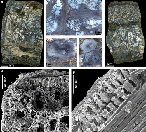 Figure 3. (a–e) Rhynie chert plants and preservation features. (a) Block of Rhynie chert with horizontal and vertical axes of Rhynia surrounded by a meshwork of microbial filaments. (b) Open space between axes and filaments of the meshwork is filled with later phases of white to clear chert. At the base of the block a silicified clastic horizon contains degraded and poorly preserved axes of Asteroxylon (c). (d) Two adjacent axes of Rhynia from the upper chert horizon illustrated in (e). Cellular preservation typifies the lower axis whilst the upper axis lacks discernable cell structures. (e) Composite chert bed with lower, central and upper clastic horizons. Basal chert lens contains horizontal and vertical axes of Aglaophyton and less common horizontal axes of Rhynia. The upper lens contains dominantly horizontal axes of Rhynia. (f) Scanning electron microscope (SEM) image of a transverse fracture section through the stem of an Eleocharis sub-fossil. Opal-A containing microbes encrusts the stem surface. Opal-A films and particle aggregates line inner and outer cell-wall surfaces within the stem fixing them within a mineral matrix. (g) SEM image of oblique longitudinal fracture section through the outer cortex and fibre sheath surrounding the vascular bundle of a sub-fossil Eleocharis. The parenchymatous cells of the outer cortex exhibit three-dimensional preservation typical of well-preserved Rhynie plants. (h–k) Pleistocene to Early Holocene geothermal wetland specimens from Yellowstone. (h) Fracture section reveals vertical and horizontal stems of Eleocharis. Porosity in the matrix and plant stems is yet to be filled by silica. This process, which accompanies burial and the diagenetic transformations that convert opal-A to chert, has been halted by the cessation of thermal activity in the area of plant preservation. (i) Numerous horizontal stems of Eleocharis with well-preserved anatomy. (j) SEM image of Eleocharis stems in wetland matrix. Stems are encrusted by opal-A and microbial meshworks span between adjacent stems. (k) Transverse fracture section through part of the stem of Eleocharis. Centre and top of image reveal the outer cortex where parenchymatous cells are preserved three dimensionally and intercellular space is almost completely filled with opal-A, whilst intracellular space is partially filled with opal-A aggregates but remains open. Lower margin of image is the site of the epidermis and bundles of fibres. Almost all inter- and intracellular space in these tissues is occluded.