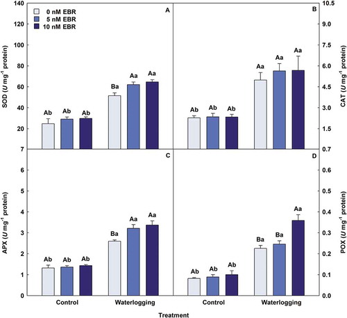 Figure 3. Activities of superoxide dismutase (SOD), catalase (CAT), ascorbate peroxidase (APX) and peroxidase (POX) in soybean plants treated with EBR and subjected to waterlogging. Columns with different uppercase letters between EBR levels (0, 5 and 10 nM EBR under equal water condition) and lowercase letters between water conditions (control and waterlogging under equal EBR concentration) indicate significant differences from the Scott-Knott test (P < .05). Columns corresponding to means from five repetitions and standard deviations