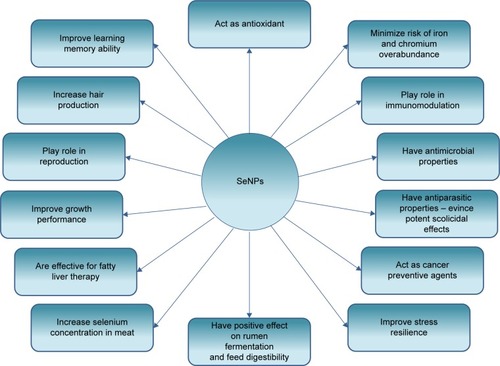 Figure 3 Diagram showing the main effects of selenium nanoparticles (SeNPs).Note: Data from various sources.Citation7,Citation10,Citation12–Citation14,Citation21,Citation29,Citation43,Citation46,Citation47,Citation52,Citation155,Citation176,Citation180,Citation205–Citation212