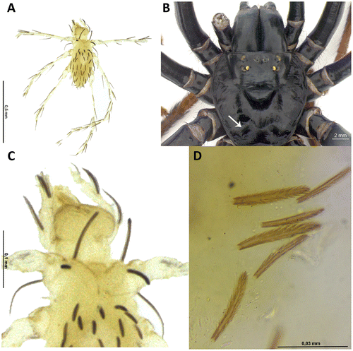 Figure 1. (A) Mite larva of Leptus sp., habitus, dorsal view; (B) spider of Actinopus sp., carapace, dorsal view (white arrow indicates where mite was attached); (C) details of larva’s gnathosoma and dorsal scutum; (D) dorsal idiosomal setae.