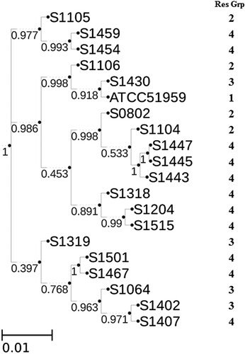 Figure 4. Whole genome SNP tree analysis of S. Indiana strains. Assembled contigs from 20 S. Indiana strains were analysed by PathoBacTyper. The maximum-likelihood phylogenetic tree was constructed with confidence values labelled on the branches. The length of scale bar indicates 1 nucleotide substitution per 100 sites.