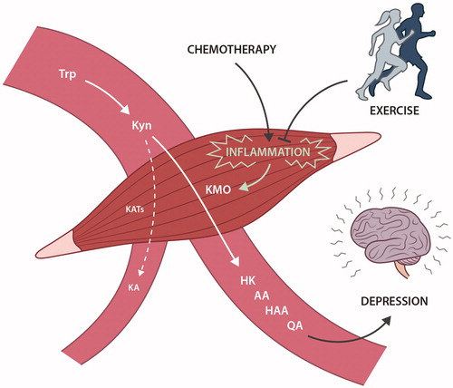 Figure 5. Exercise training during chemotherapy may ameliorate symptoms of depression in GEJ cancer patients. The neoadjuvant chemotherapy can induce intramuscular inflammation, which enhances the drive of Trp metabolism down the Kyn-NAD pathway, leading to accumulation of neuroexcitatory end-products. Our findings suggest that exercise training may attenuate this conversion by possibly regulating, and lowering, intramuscular inflammation.