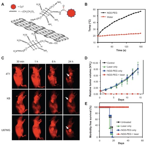 Figure 4 (A) Scheme of an NGS with PEG functionalization and labeled by Cy7; (B) temperature-change curves of NGS-PEG solution and water exposed to 808-nm laser at power density of 2 W/cm2; rapid rise in temperature was noted for the NGS-PEG solution, in marked contrast to the water temperature, which showed little change during the laser irradiation; (C) spectrally unmixed in vivo fluorescence images of 4T1 tumor bearing Balb/c mice, KB, and U87MG tumor–bearing nude mice at different time points post-injection of NGS-PEG-Cy7; high tumor uptake of NGS-PEG-Cy7 was observed for all three tumor models; (D) tumor-growth curves of different groups after treatment, tumor volumes normalized to initial sizes; while injection of NGS-PEG by itself or laser irradiation on uninjected mice did not affect tumor growth, tumors in the treated group were completely eliminated after NGS-PEG injection and following NIR laser irradiation; (E) survival curves of mice bearing 4T1 tumor after various treatments; NGS-PEG-injected mice after photothermal therapy survived over 40 days without a single death.Reprinted with permission from Yang K, Zhang S, Zhang G, Sun X, Lee ST, Liu Z. Graphene in mice: ultrahigh in vivo tumor uptake and efficient photothermal therapy. Nano Lett. Copyright © 2010 American Chemical Society.Citation53Abbreviations: NGS, nanographene sheet; PEG, polyethylene glycol; NIR, near infrared.