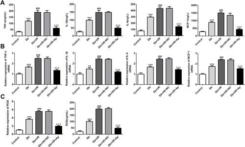 Figure 2 Effects of Apelin on inflammatory cytokines and oxidative stress. (A, B) TNF-a, IL-1β, IL-6 and MCP-1 levels were separately estimated via the usage of ELISA and RT-qPCR experiments in the serum and kidney tissues. (C) The expression of ROS was estimated via ROS kits. **p<0.01,***P<0.001 vs control; ###p<0.001 vs Db; ΔΔΔp<0.001 vs Db+I/R+NC.