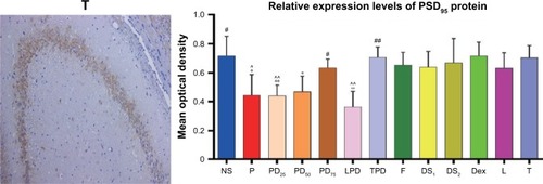 Figure 5 Pretreatment of young rats with Dex attenuated the propofol-induced long-term neurotoxicity and increased the levels of PSD95 expression in the hippocampus in adult age.