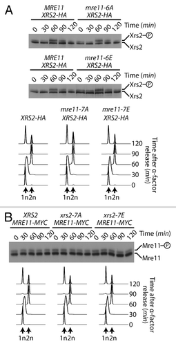 Figure 4. Phosphorylation of Mre11 and Xrs2 by Cdk1 are independent events. (A and B) Yeast cells were synchronized in G1 with α-factor and released synchronously into the cell cycle. The electrophoretic mobility of Xrs2 protein in cells expressing MRE11, mre11–6A, and mre11–6E alleles (A), or that of Mre11 protein in cells expressing XRS2, xrs2–7A, and xrs2–7E alleles (B) was evaluated by SDS-PAGE and immunoblotting. DNA content profiles were determined by flow cytometry and show that cell cycle progression was comparable in all yeast strains.