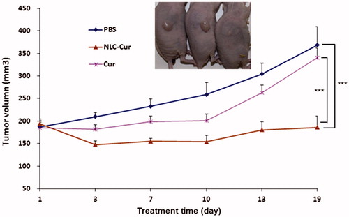 Figure 8. Tumor inhibition effect of NLC-Cur and Cur on nude mice bearing A172 xenografts.