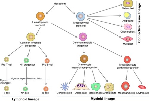 Figure 1 Main osteoimmunological cell differentiations and cell lineages.