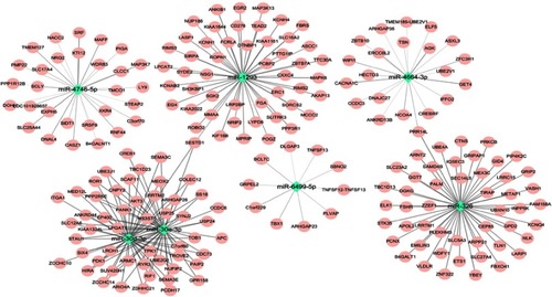 Figure 5 The network of the seven microRNAs and their target genes.