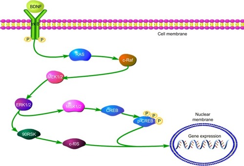 Figure 7 The ERK/CREB/BDNF cascade in this study.