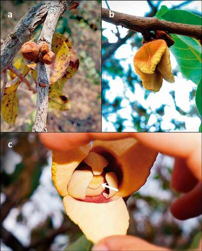 Figure 3. Some steps in the floral cycle of Annona crassiflora in a Cerrado area in the municipality of Chapada dos Guimarães, MT. (a) Developing flower buds photographed in early August, almost two months before the flowering season of A. crassiflora. (b) Open flower chamber photographed in the morning before the onset of anthesis. (c) Flower entering the female phase, photographed from below during crepuscule. Note the sticky, transparent, glossy substance on the gynoecium (the stigmatic exudate; arrow). Petals were spread open to show internal structures.