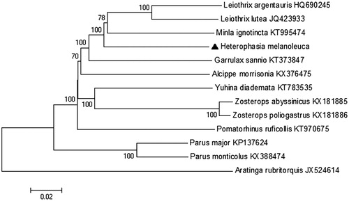 Figure 1. Neibour-joining(NJ) phylogenetic tree constructed based on 13 protein coding genes of Black-headed Sibia and other 12 Timaliinae species, using Aratinga rubritorquis as an outgroup and numbers at the branches indicated the bootstrapping values with 1000 replications. Solid triangle represents a sequence in this study.
