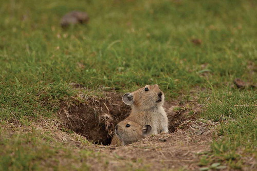 Photo 4.1. Pika’s burrow helps reduce the potential of surface runoff following heavy rainfall. Photo by Zhinong Xi.