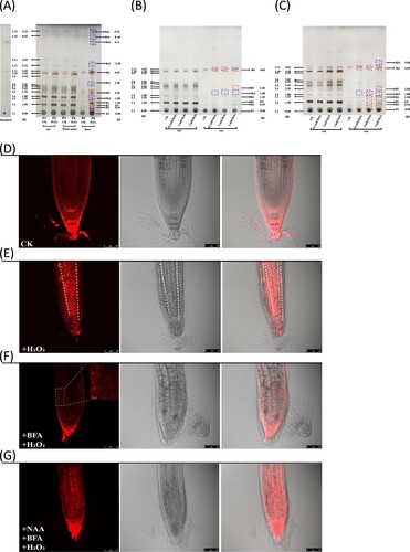 Figure 2. H2O2-induced lipid profile and plasma membrane fluorescence alteration in root tissues. (A) TLC chromatogram showed all lipid spots observed in whole plant, leaf and root samples after 7-day treatment. Lane P1 and P2: leaf samples; Lane P3 and P4: the whole plant samples; Lane P5 and P6: root samples. Lane P1, P3 and P5 were used as a control; Lane P2, P4 and P6: H2O2-treated samples. L1: phospholipids; L11 or R6: sterol; Rs4: triacylglyceride. Spots L6-L8 could only be detected in leaf tissues. Rf: retention factor. (B) TLC chromatogram showed lipid profiles of leaf and root tissues under different H2O2 concentrations after 2-day treatment. (C) TLC chromatogram showed lipid profiles of leaf and root tissues under different H2O2 concentrations after 4-day treatment. The dashed red box indicated the increased lipid after H2O2 treatment. The dashed blue box indicated the new spots induced by H2O2 treatment. The image of (A), (B) and (C) was the representative of three independent TLC running experiments. (D) Confocal imaging of plasma membrane marker line in the control plants. Noted that the fluorescence was mainly distributed in the membrane. (E) Membrane fluorescence was increased after one day of H2O2 treatment. Noted that the central part of root tissues showed increased membrane marker signal. (F) The H2O2-induced membrane fluorescence increase can be inhibited by vesicular exocytosis inhibitor BFA (10 μM). (G) Auxin NAA (5 μM) alleviated the BFA-induced internal accumulation of plasma membrane fluorescence. All the plants were imaged in the Leica TCS SP8 confocal platform at the same setting. The 552 nm excitation laser was set at 9% of its maximum power, and the gain of photomultiplier tubes (570 nm –610 nm) was set at 666 V for collecting signal in all the recordings. This figure was representative of 12 different samples in three experiments.