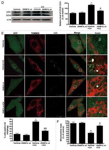 Figure 8D–F.DNML1 siRNA blocks mitochondrial fragmentation and mitophagy in Cd-treated L02 cells. (D) Representative immunoblot and quantification analysis of LC3 (17 kDa) levels in DNM1L-RNAi-treated L02 cells following treatment with 12 μM CdCl2 for 12 h. ACTB (42 kDa) was the internal standard for protein loading. (E) To examine the effect of DNM1L reduction on CdCl2-induced mitophagy, L02 cells were cotransfected with an empty/negative control vehicle. Two days following transfection, the cells were treated with 12 μM CdCl2 for 12 h, fixed, and stained with TOMM20 and an anti-LC3 antibody. The number of mitochondria-containing APs was quantified. A minimum of 50 cells were analyzed for each experiment. Red: TOMM20, green: DNM1L, white: LC3. (F) Quantification of mitochondrial mass in DNM1L RNAi-treated L02 cells following treatment with 12 μM CdCl2 for 12 h. The results were obtained from 4 independent experiments. The values are the means ± SEM; *P < 0.05; **P < 0.01 vs. the control group; #P < 0.05; ##P < 0.01 vs. the CdCl2 group. Arrows indicate the colocalization dots.