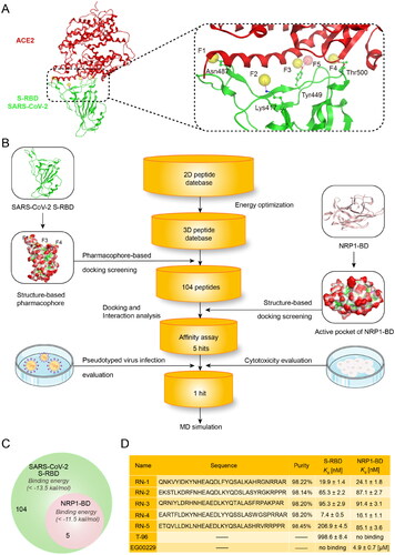 Figure 2. (A) Pharmacophore model of S-RBD. The residues in active site of S-RBD were presented as sticks with atoms coloured carbon-green, oxygen-red, and nitrogen-blue. (B) Workflow of the multistep computer-aided screening of dual S-RBD/NRP1-targeting peptides. (C) Identification of five peptides with lower S-RBD-binding energies and NRP1-BD-binding energies. (D) Sequences and properties of RNs 1–5. Binding affinity of RNs 1–5 to S-RBD and NRP1-BD. Results shown represented the mean ± SD (n = 3). The N-terminus of RNs 1 − 5 was acetylated.