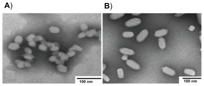 Figure 5 TEM microphotographs of FITC-labeled pegylated (A) and nonpegylated (B) nanoparticles.Abbreviations: FITC, fluorescein isothiocyanate; TEM, transmission electron microscopy.