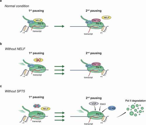 Figure 2. Functions of SPT5 and NELF in stabilizing promoter-proximal Pol II pausing.