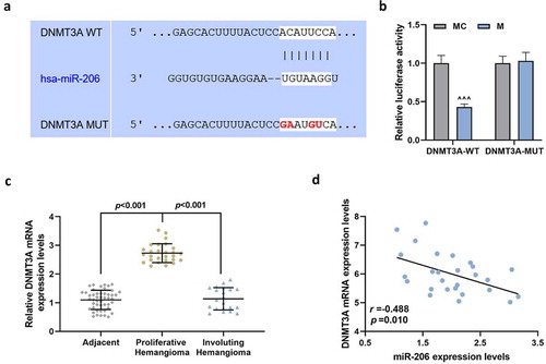 Figure 4. Up-regulated DNMT3A in proliferative hemangioma could bind to miR-206 and was negatively correlated with miR-206