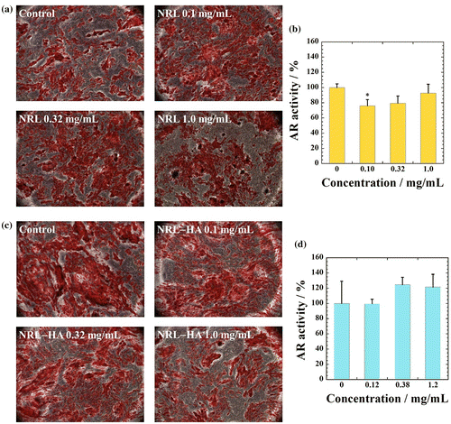 Figure 7 (a) Alizaline staining and (b) qualitative evaluation of calcium deposition by MC3T3-E1 cells cultured with different NRL nanoparticle concentrations (0.10, 0.32, and 1.0 mg/mL) after 20 days. (c) Alizaline staining and (d) qualitative evaluation of calcium deposition by MC3T3-E1 cells cultured with different NRL-HA nanoparticle concentrations (0.10, 0.38, and 1.2 mg/mL) after 20 days. Data were expressed as mean ± S.D. (n = 4)