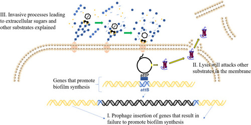 Figure 2 Phage removal method of biofilm. I. Lysogenic phages affect biofilm formation by integrating into bacterial genomes. II. Phage can clear biofilm by encoding lyase. III. Phages destroy biofilms by expressing polysaccharide depolymerase.