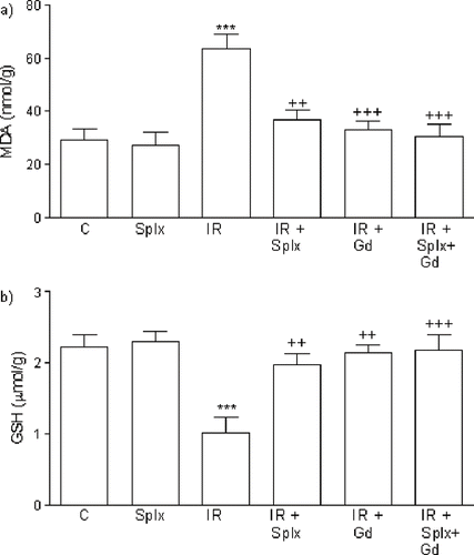 Figure 2. a) Malondialdehyde (MDA) and b) glutathione (GSH) levels in the kidney tissue of control, splenectomy (Splx)-, and gadolinium (Gd; 10 mg/kg)-treated ischemia/reperfusion (IR) groups. Each group consists of eight animals. **p < 0.01, ***p < 0.001, compared to control group; ++p < 0.01, +++p < 0.001, compared to IR group.