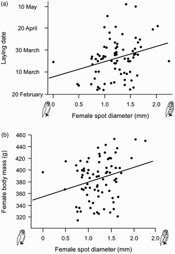 Figure 1. Diameter of black feather spots in relation to laying date (a) and body mass (b) in breeding female Barn Owls.