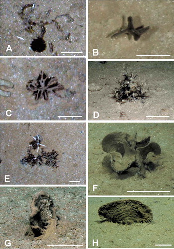 Figure 1. Seafloor images showing xenophyophores, or likely xenophyophores, taken from the ROV using the vertically mounted stills camera (A–C, E) and a forward-facing video camera (D, F–H). (A) Dark spiky sphere (possibly a xenophyophore) next to a branched, segmented tube (possibly a species of the xenophyophore genus Aschemonella); this is most likely a chance juxtaposition. APEI-1: 153.598° W, 11.251° N; 5204 m depth. (B) Dark, upright test with several branches; APEI-7: 141.896° W, 5.114° N; 4855 m depth. (C) Distinctive form comprising radiating branches; APEI-4: 149.939° W, 07.033° N; 5037 m depth. (D) Upstanding mass of branching tubes, possibly either Aschemonella or Rhizammina; APEI-1: 149.940° W, 07.036° N; 5040 m depth. (E) Irregularly-shaped patch with wrinkled surface, possibly a xenophyophore; shadows suggest that parts of the structure are raised above the sediment surface; APEI-4: 149.912° W, 06.990° N; 5003 m depth. Similar patches are common in the vertical images. Note the associated ophiuroid. (F) Test comprising a series of thin, curved plates with clearly-developed ‘growth lines’; APEI-4: 149.911° W, 07.009° N; 5018 m depth. Possibly a well-developed specimen of the recently-described species Psammina tenuis [Citation4]. (G) Oblique view of relatively thick plate with vague ‘growth lines’; APEI-7: 141.816° W, 05.044° N; 4873 m depth. (H) Large plate-like xenophyophore with ‘growth lines’ and root-like structures anchoring it in the sediment; probably Stannophyllum zonarium [Citation4]; APEI-1: 153.606° W, 11.252° N; 5206 m depth. Scale bars = 5 cm. Photo credits: Jennifer Durden and Craig Smith, DeepCCZ Project