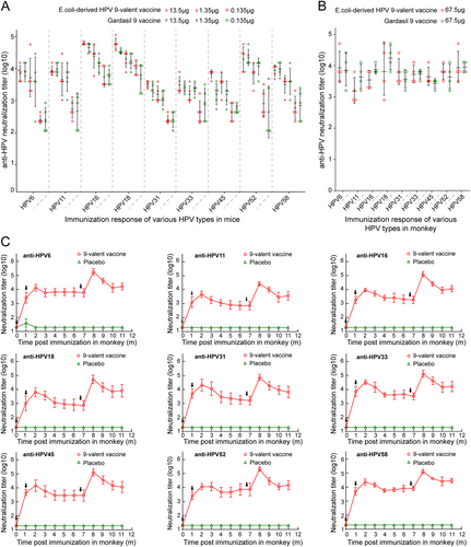 Fig. 6 Immunogenicity of HPV 9-valent vaccine.a, b Comparison of the neutralizing antibody response against HPV 6, 11, 16, 18, 31, 33, 45, 52 and 58 induced by E. coli-based HPV 9-valent vaccine with Gardasil 9 vaccines in mice (a) and monkeys (b). Six groups of mice (n = 5) were immunized with 20-, 200-, or 2000-fold diluted dosages of our 9-valent vaccine or Gardasil 9 vaccine at 0, 2, and 4 weeks. Serum samples were collected 2 weeks after the third immunization and titrated using a pseudovirion-based neutralization assay. For monkey trials, two groups of monkeys (n = 4) were immunized with 1:4 dilution of our 9-valent vaccine or Gardasil 9 vaccine at 0 and 4 weeks. Serum samples collected at 6 weeks post immunization were used to evaluate the neutralization response. c Kinetics of serum neutralization titers in Cynomolgus Macaques after immunization with the HPV 9-valent vaccine. Twelve animals were divided into two groups (n = 6) and were immunized with 270 μg of HPV 9-valent vaccine and hydroxyl aluminum hydroxide adjuvant as control at 0, 4, and 27 weeks. Immune sera were collected monthly after immunization, and serum neutralization titers were determined and plotted