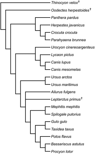 FIGURE 2. Phylogeny of the 21 species modeled and analyzed in this study, generated as a composite tree in Mesquite using Flynn et al. (Citation2005) for the base phylogenetic tree, Koepfli et al. (Citation2008) for additional extant musteloid taxa, as well as Wesley-Hunt and Flynn (2005) and Spaulding and Flynn (Citation2012) for the fossil carnivoramorphans Thinocyon velox and Oodectes herpestoides, respectively. Leptarctus primus was placed as unresolved within Musteloidea. See text for list of models taken from previous studies. Superscripted daggers indicate extinct species.