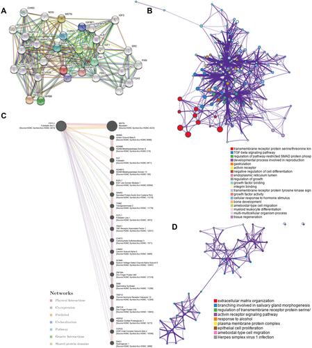 Figure 5 Functional enrichment analysis of FSTL3. (A) The protein–protein interaction (PPI) network of FSTL3 and its related proteins obtained from the STRING database. (B) GeneOntology (GO) and Kyoto Encyclopedia of Genes and Genomes (KEGG) enrichment analyses of FSTL3 and its related proteins using the STRING database. (C) FSTL3 and its neighboring genes showing physical interactions, co-expression, predicted interactions, co-localization, pathway interactions, genetic interaction, and shared protein domains. (D) GO and KEGG enrichment analysis of FSTL3 and its neighboring genes using GeneMANIA.